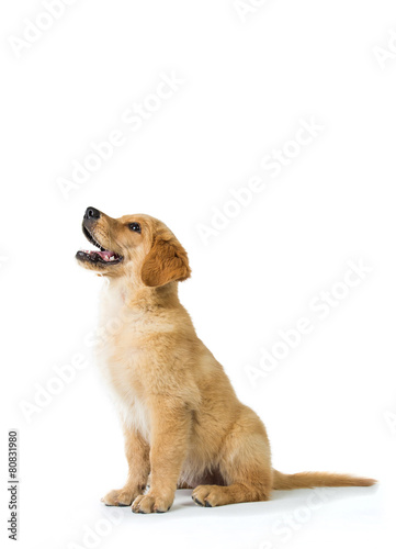 Canvas Print Golden Retriever dog barking while sitting on the floor, isolate
