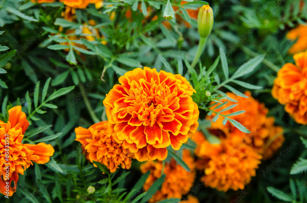 Beautiful marigold yellow Beautiful marigold yellow