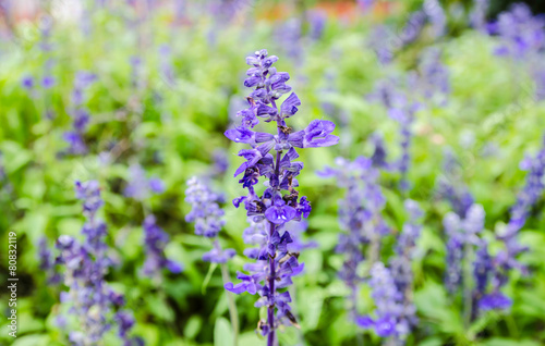 Beautiful flowers in the garden