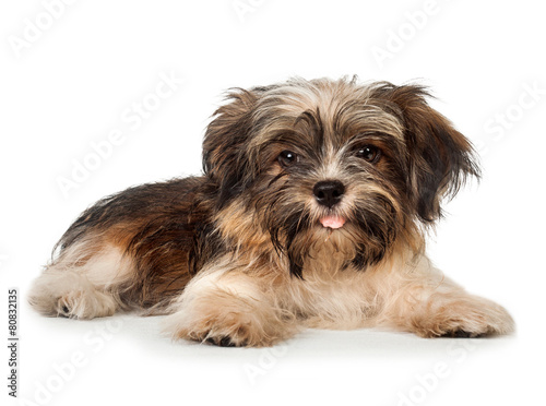 Valokuva A laying beautiful smiling dark chocolate havanese puppy dog