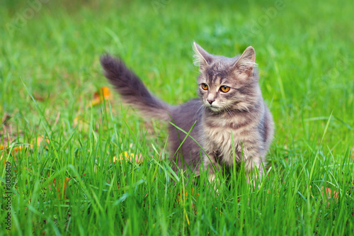 Siberian cat walking on the grass