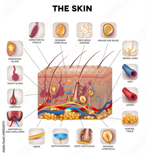 Skin anatomy, detailed illustration. Beautiful bright colors.