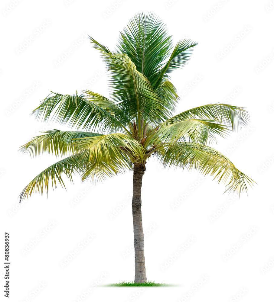 Obraz premium Palm tree