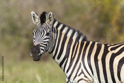 Fototapeta Naklejka Na Ścianę i Meble -  Zebra Wildlife