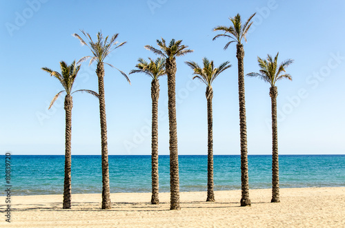 Palmen am Strand