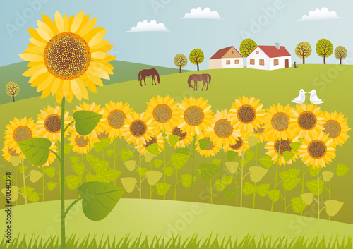 Sunflower fields