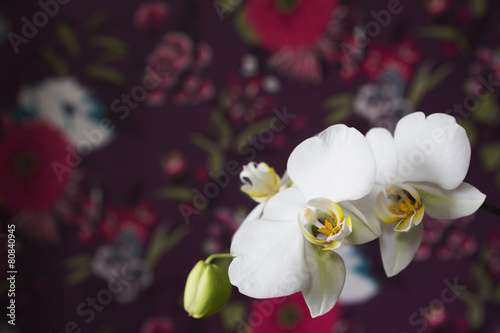 White orchid on a white background © eight8