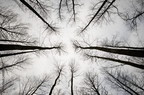 Trees in Sky