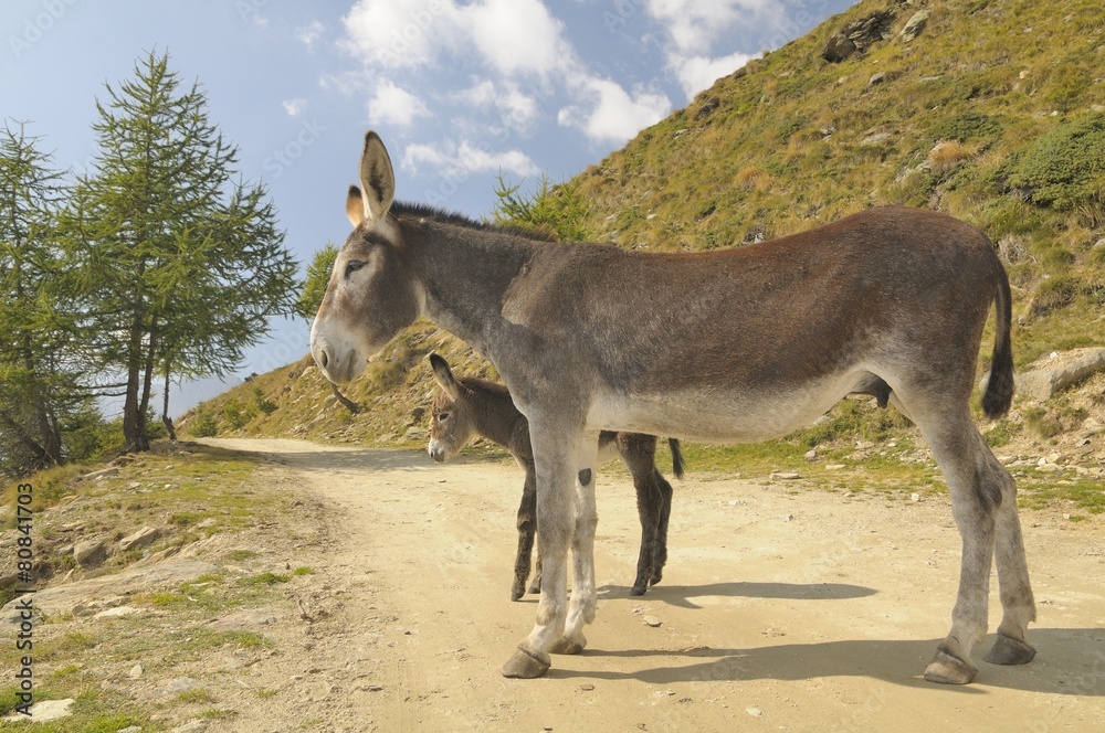 Naklejka premium 2 donkeys , Equus africanus asinus