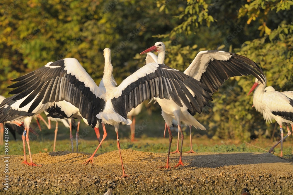 Naklejka premium Group of storks ( white stork - Ciconia ciconia Linnaeus )
