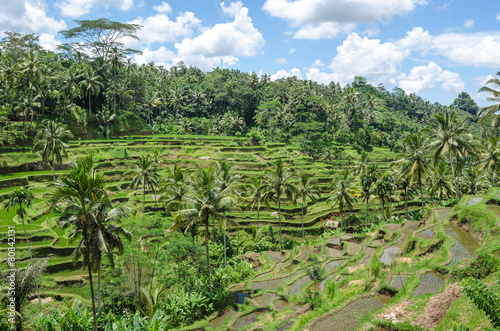 Padi Terrace  Bali  Indonesia - Local plantation of the layered rice terrace in Bali Island  Indonesia.
