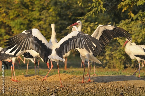 Group of storks ( white stork - Ciconia ciconia Linnaeus )