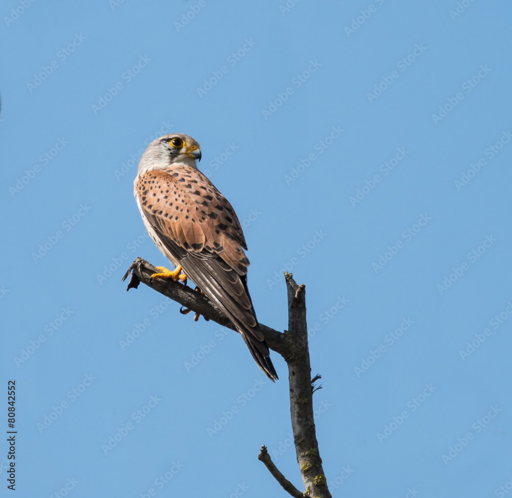 Common Kestrel Common Kestrel
