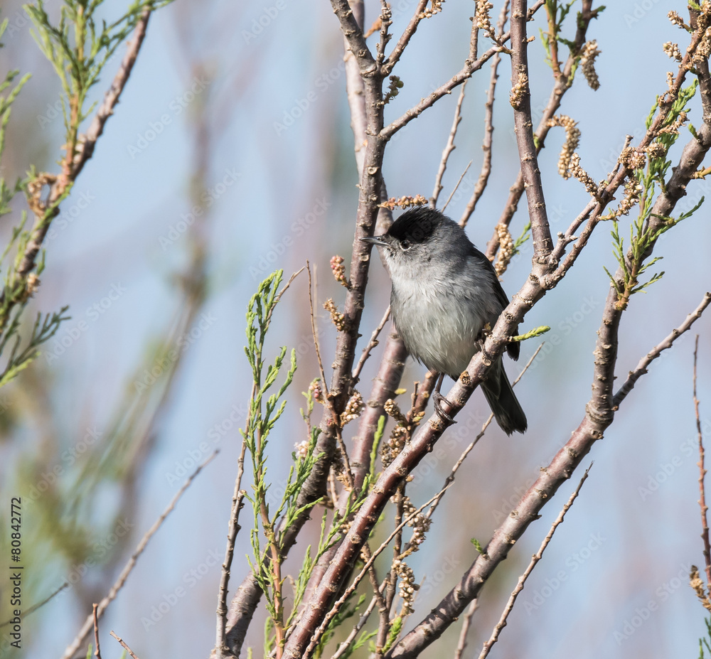 Naklejka premium Blackcap