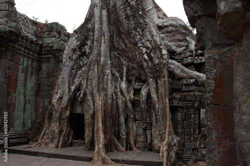 Ta Prohm Temple in Angkor, Siem Reap, Cambodia photo