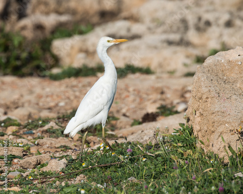 Cattle Egret 