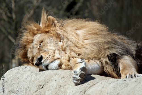 Fototapeta Naklejka Na Ścianę i Meble -  lion sleeping