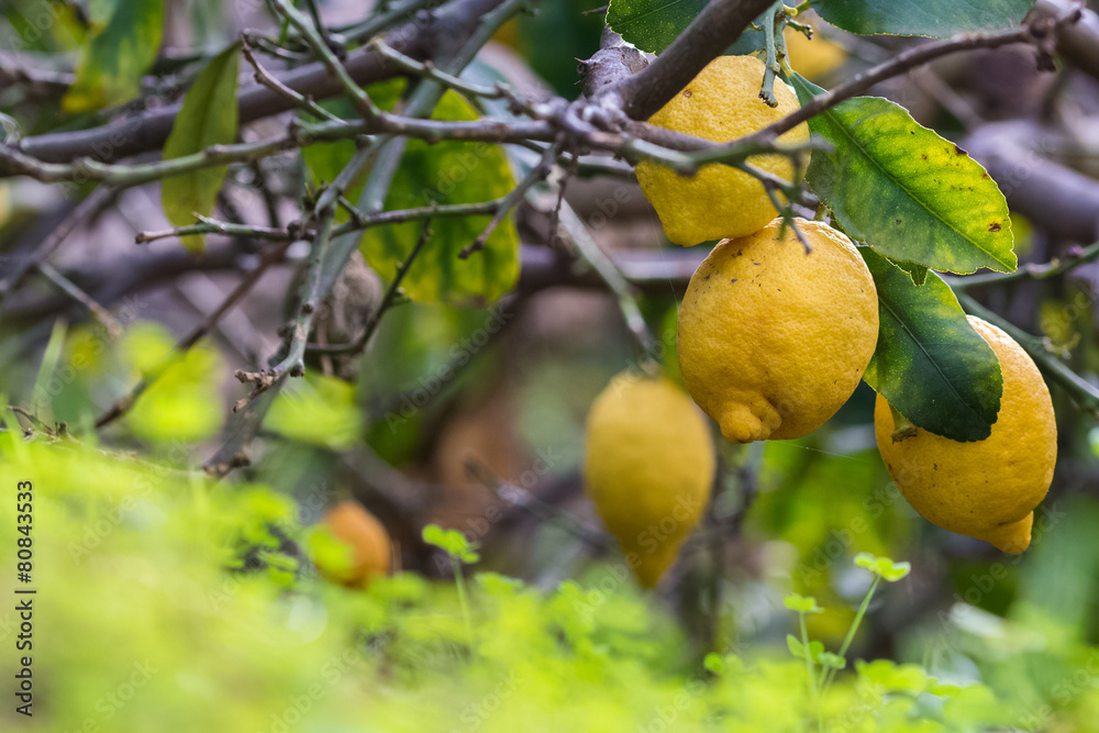 Lemons on tree with shamrocks on foreground Lemons on tree with shamrocks on foreground