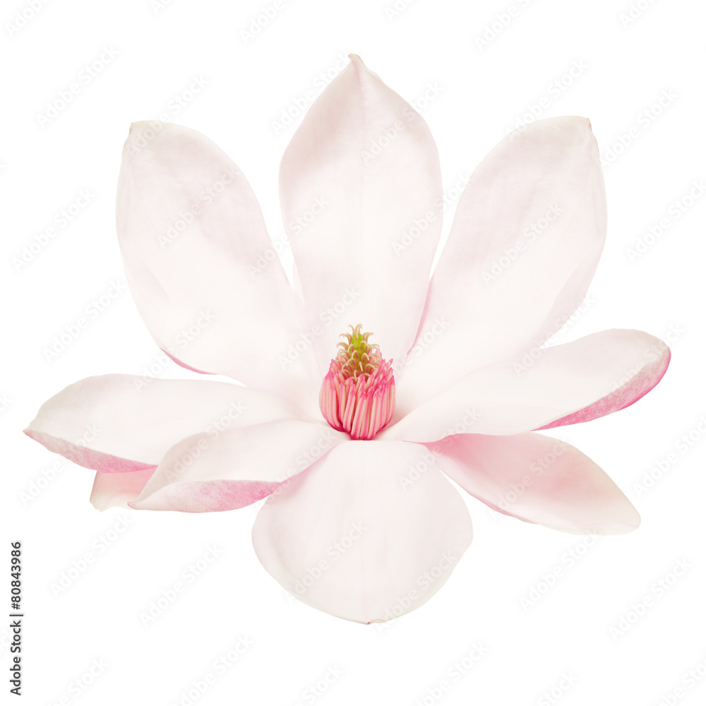 Magnolia, spring flower isolated on white, clipping path