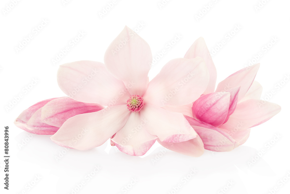 Magnolia, pink flowers and buds group on white, clipping path