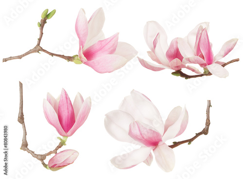 Magnolia flower twig spring collection on white  clipping path