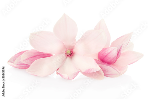 Magnolia  pink flowers and buds group on white  clipping path