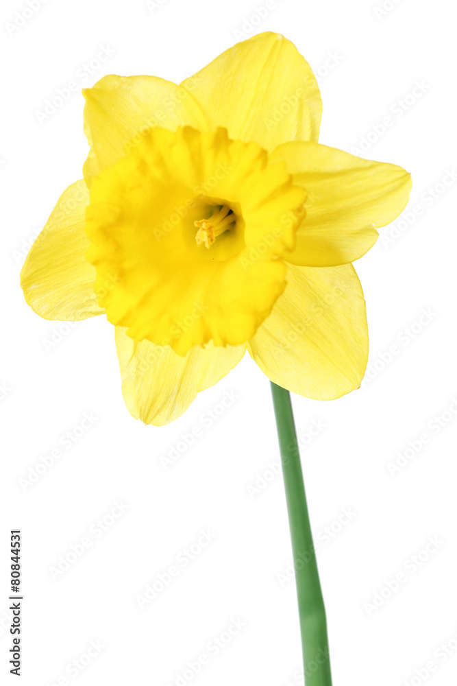 Narcissus flower isolated on white Narcissus flower isolated on white