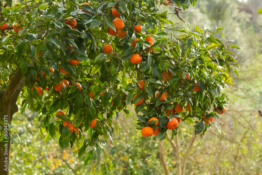 Oranges on tree, Sicily.