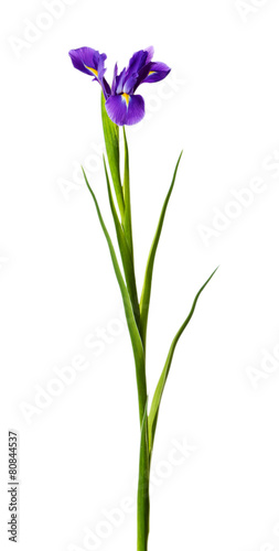 Fototapeta Naklejka Na Ścianę i Meble -  Iris flowers isolated on white