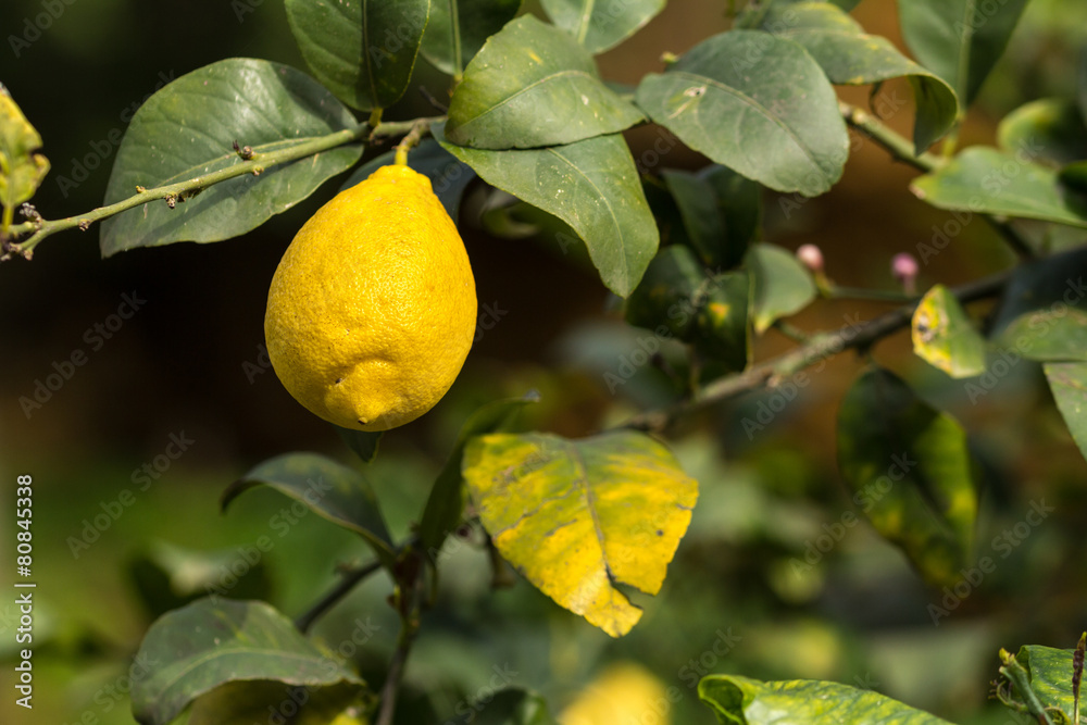 Lemons on tree, Sicily. Warm natural light Lemons on tree, Sicily. Warm natural light
