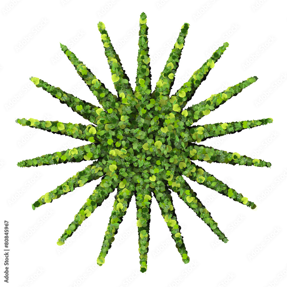Fototapeta premium Star / sun made from green leaves.