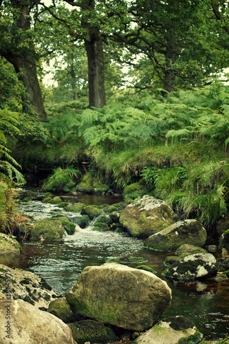 A river with rocks in a spooky green forest