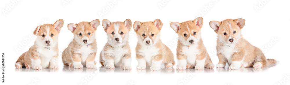 Group of pembroke welsh corgi puppies