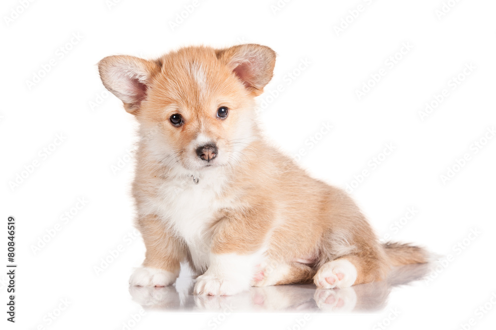 Pembroke welsh corgi puppy Pembroke welsh corgi puppy
