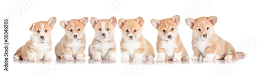 Fotografia Group of pembroke welsh corgi puppies