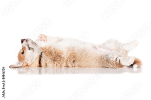 Pembroke welsh corgi puppy sleeping © Rita Kochmarjova