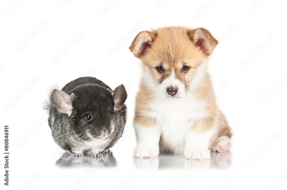 Pembroke puppy with chinchilla Stock-foto | Adobe