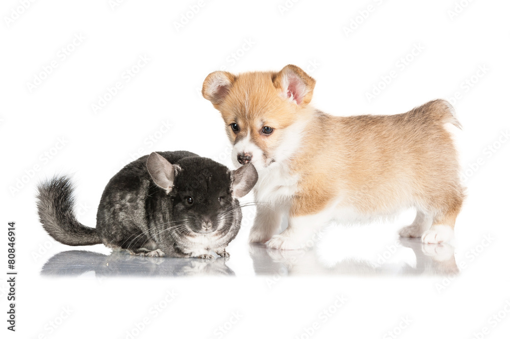 Pembroke welsh corgi puppy playing with chinchilla
