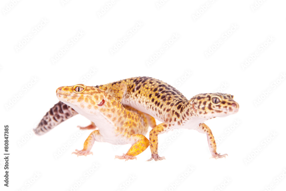 Naklejka premium Leopard Gecko on a white background