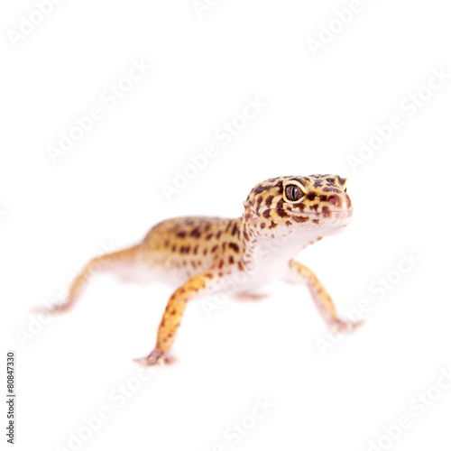 Leopard Gecko on a white background