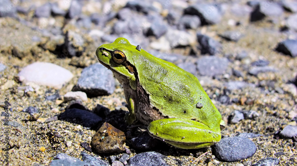 Obraz premium green tree frog, Hyla arborea, Cyprus