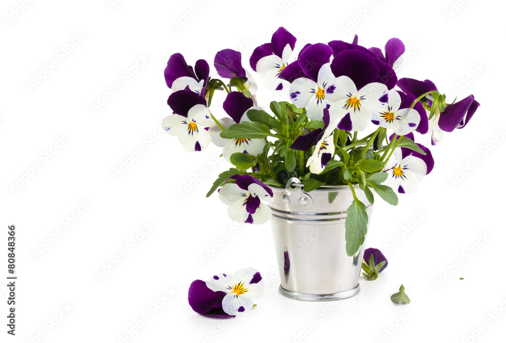Purple pansies. Purple pansies.