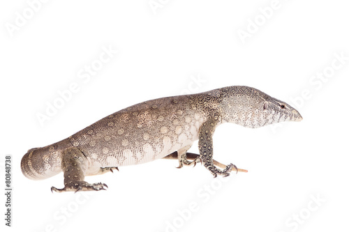 Nile monitor on white background