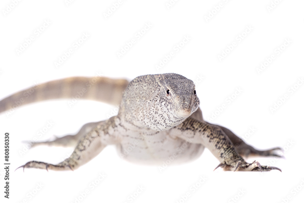 Naklejka premium Nile monitor on white background