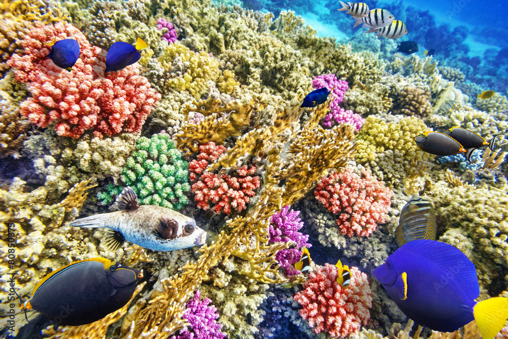 Fototapeta premium Underwater world with corals and tropical fish.