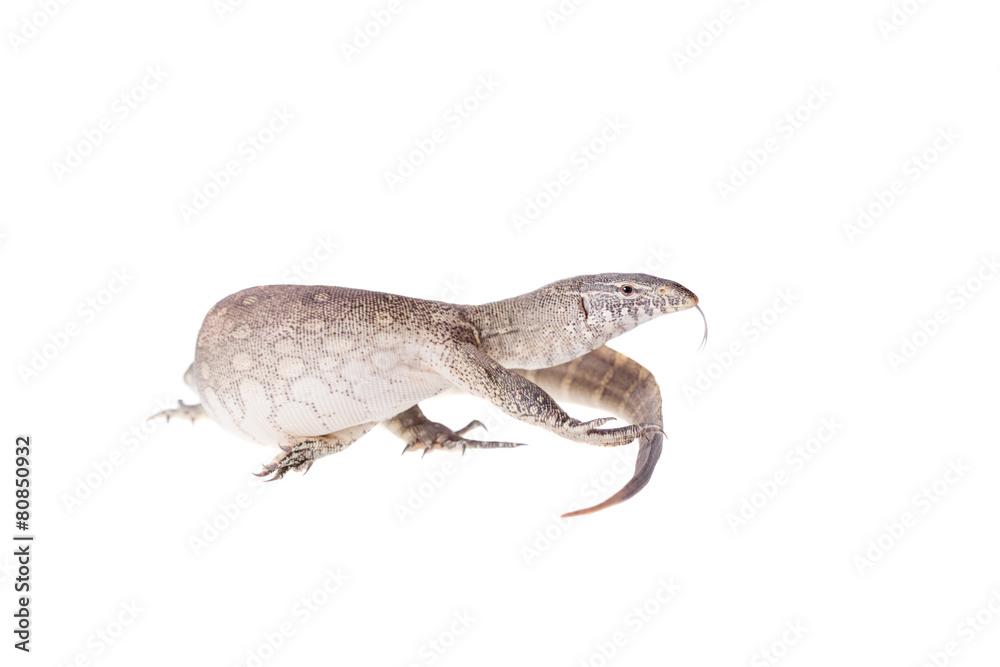 Nile monitor on white background Nile monitor on white background