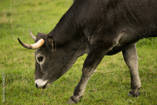 Vaca tudanca de Cantabria