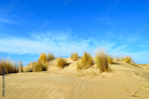 Fototapeta Naklejka Na Ścianę i Meble -  dune in nature reserve, France