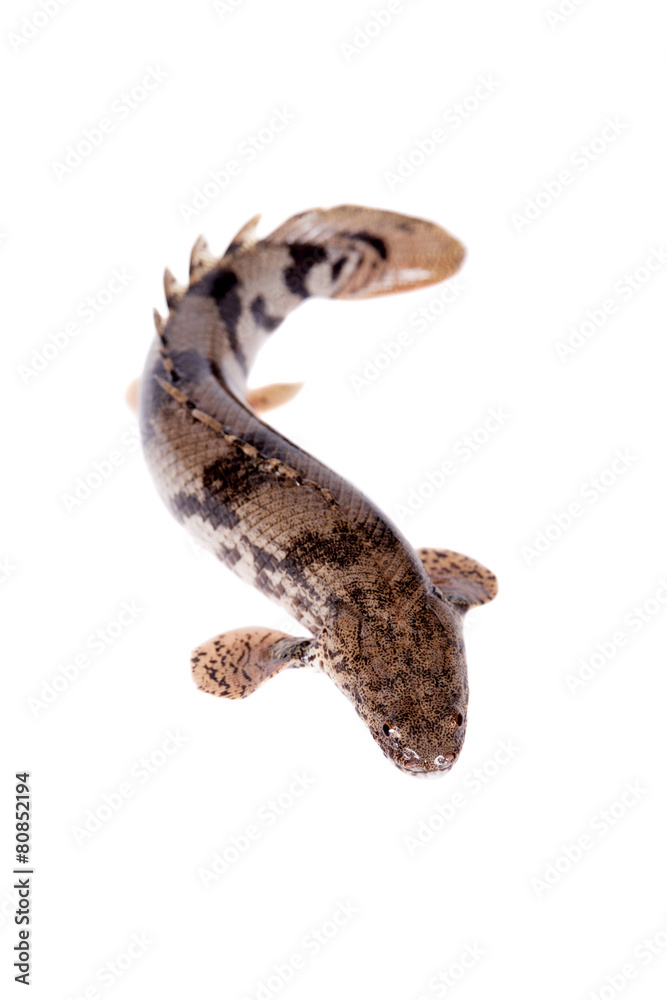 Saddled bichir on white background Saddled bichir on white background