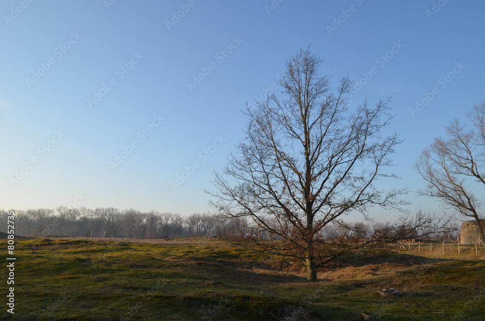 Tree in fixed inland dunes in de Panne